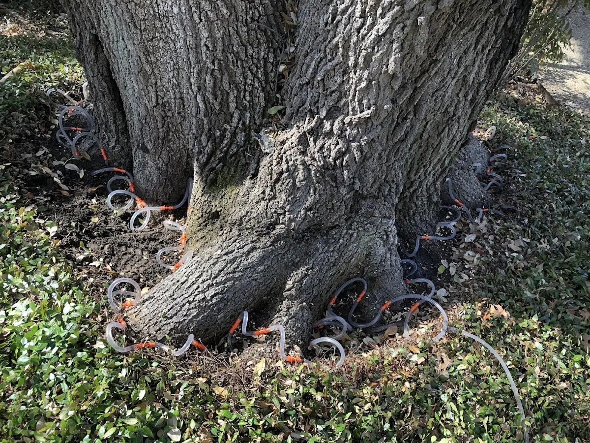 Detailed Tree Cabling and Bracing job site in Lucinda