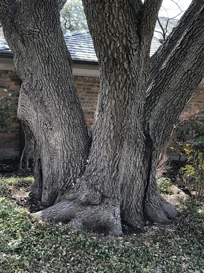 Mature heritage tree close to a Lucinda property cared for by certified arborists
