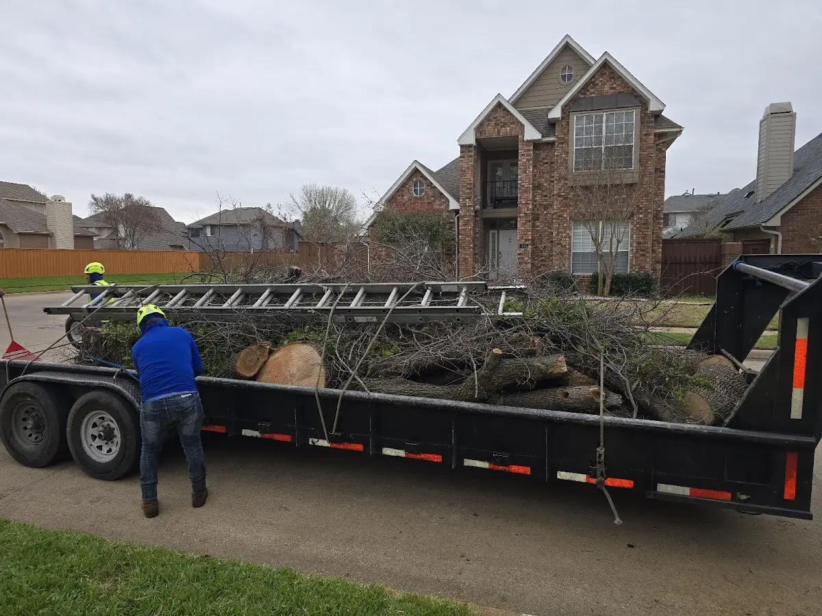 Expert Tree Removal with proper safety equipment in Lucinda